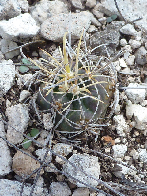 Ancistrocactus tobuschii (Tobusch fishhook cactus) #39180