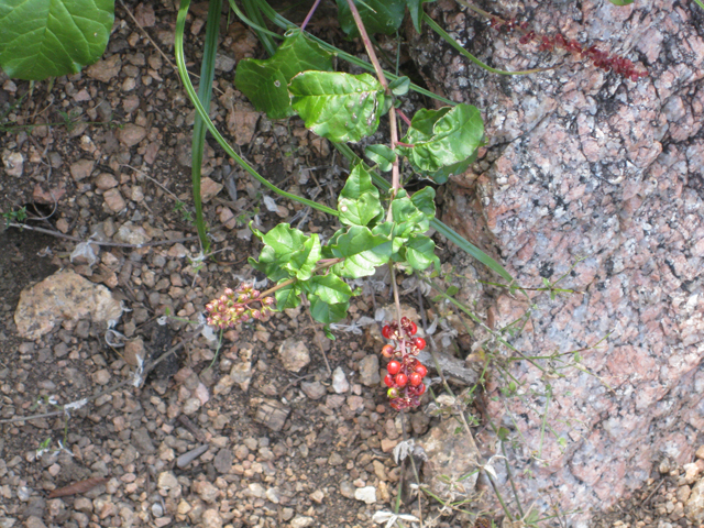 Rivina humilis (Pigeonberry) #39186