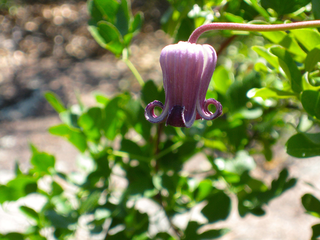 Clematis pitcheri (Purple leatherflower) #39189