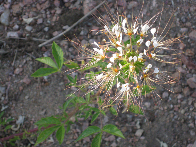 Polanisia dodecandra ssp. trachysperma (Sandyseed clammyweed) #39194