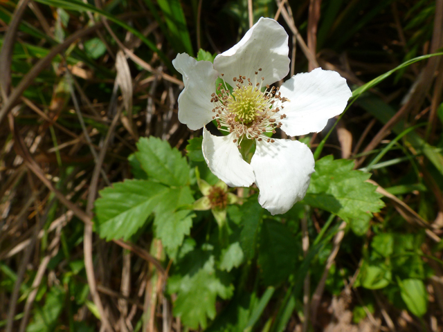 Rubus trivialis (Southern dewberry) #39201