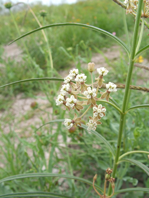 Asclepias linearis (Slim milkweed) #20782