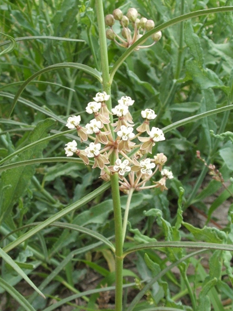 Asclepias linearis (Slim milkweed) #20783