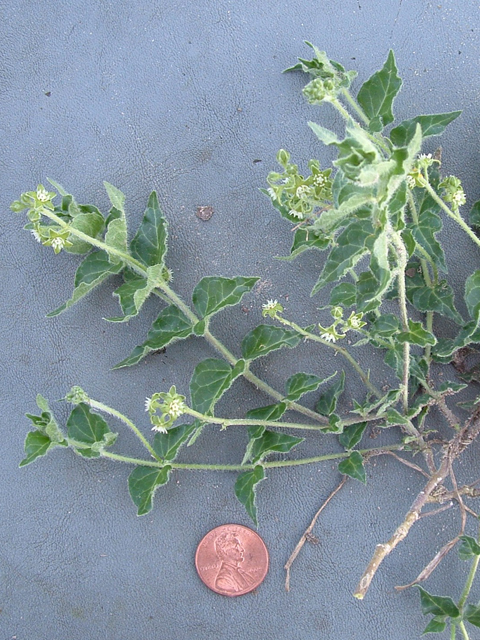 Matelea parviflora (Smallflower milkvine) #20790