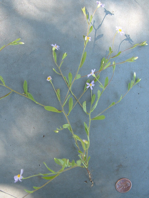 Chaetopappa bellidifolia (Whiteray leastdaisy) #20801