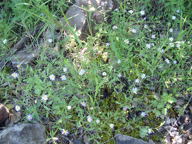 Chaetopappa bellidifolia (Whiteray leastdaisy) #20802