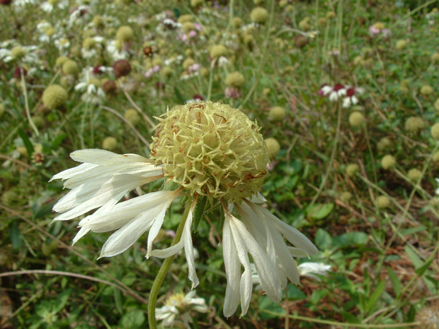 Gaillardia aestivalis var. winkleri (Winkler's blanketflower) #20809