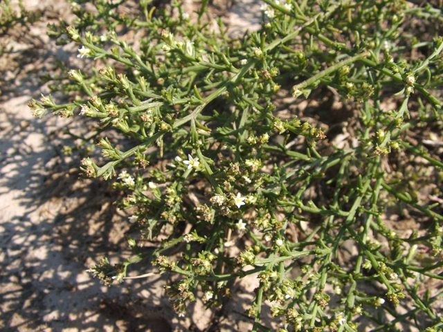 Thurovia triflora (Threeflower snakeweed) #20842