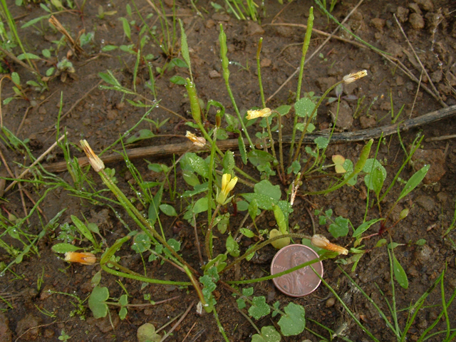 Leavenworthia aurea var. texana (Golden gladecress) #20852