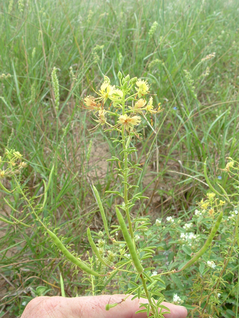 Polanisia erosa ssp. breviglandulosa (Large clammyweed) #20875