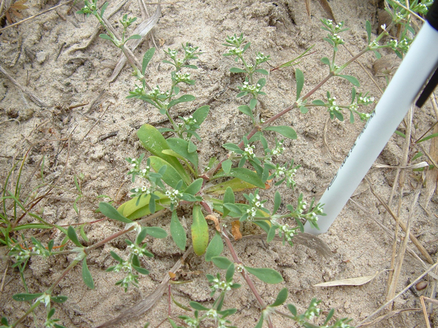 Paronychia jonesii (Jones' nailwort) #20879