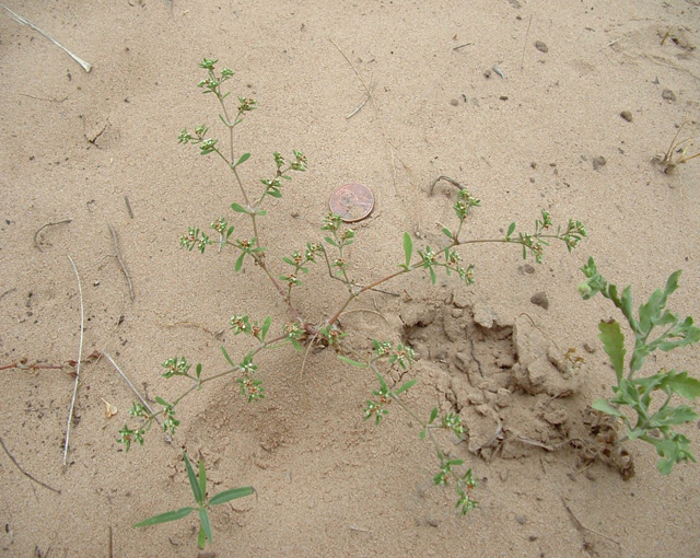 Paronychia jonesii (Jones' nailwort) #20881