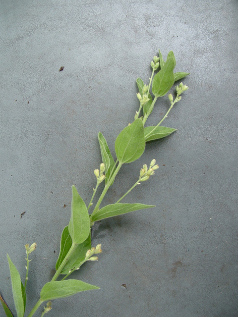 Argythamnia aphoroides (Hill country silverbush) #20898