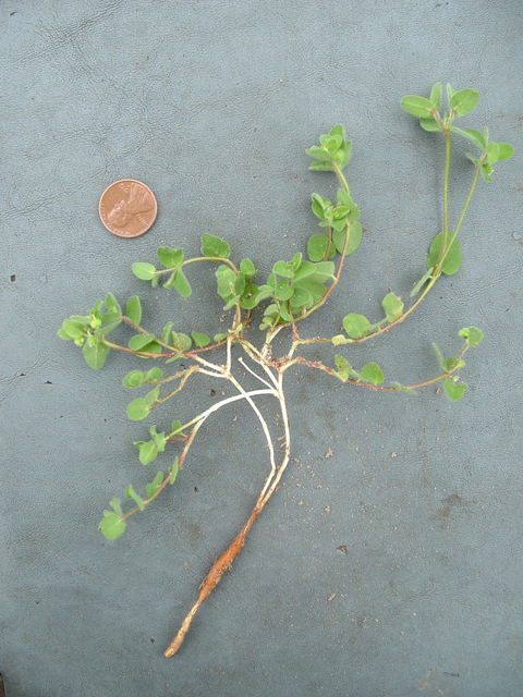 Euphorbia innocua (Velvet spurge) #20904