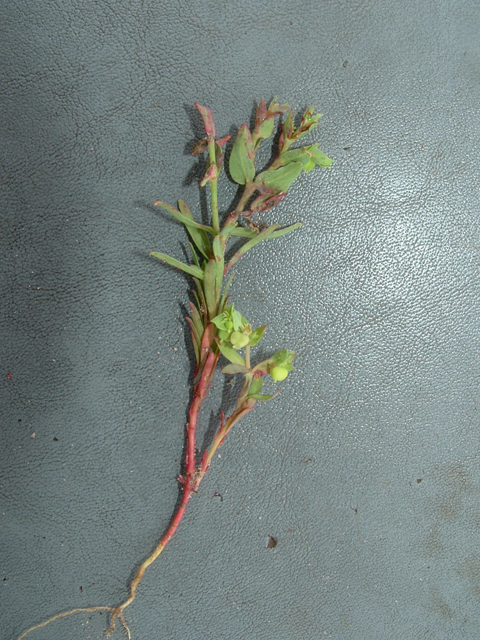 Euphorbia peplidion (Low spurge) #20908