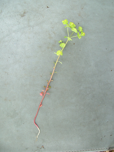 Euphorbia roemeriana (Roemer's spurge) #20909