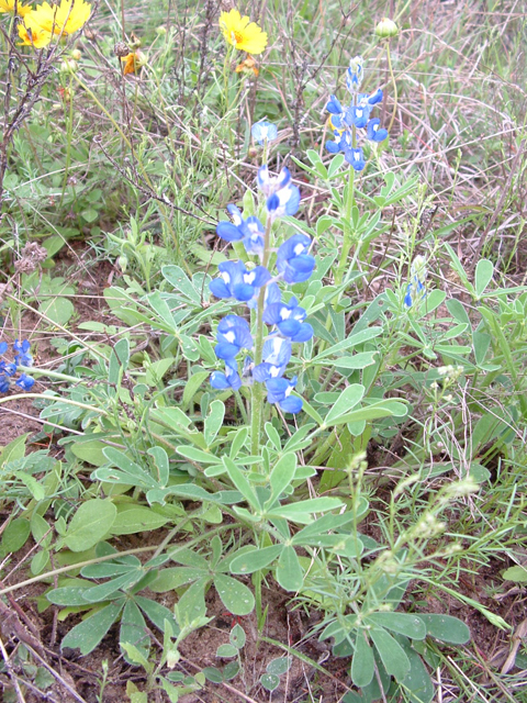 Lupinus subcarnosus (Texas bluebonnet) #20929