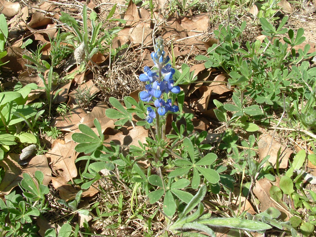Lupinus subcarnosus (Texas bluebonnet) #20930