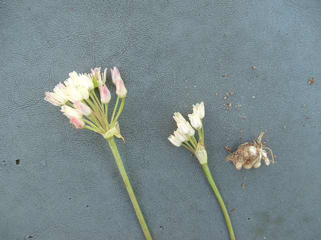 Allium elmendorfii (Elmendorf's onion) #20968