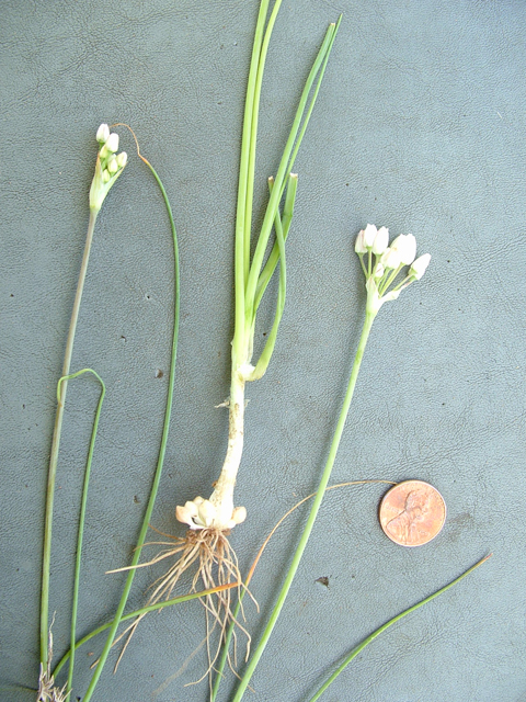 Allium elmendorfii (Elmendorf's onion) #20969
