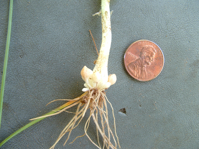 Allium elmendorfii (Elmendorf's onion) #20970