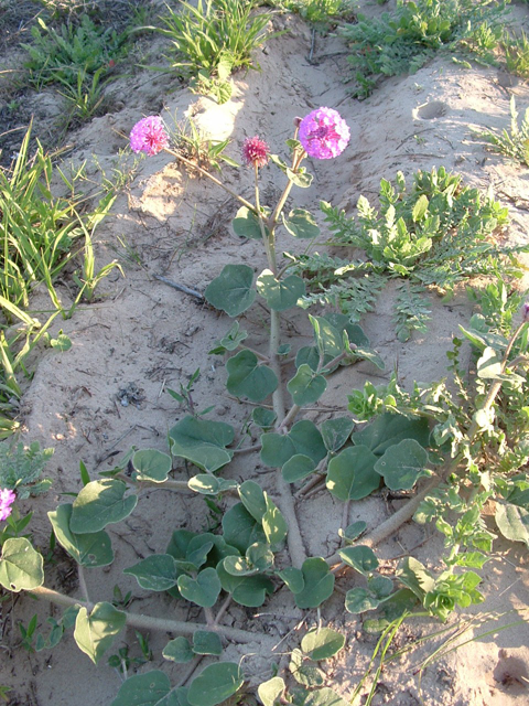 Abronia ameliae (Amelia's sand-verbena) #20990
