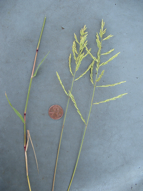 Trichoneura elegans (Silveus grass) #21000