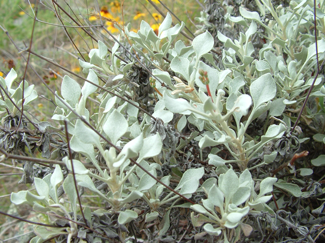 Eriogonum tenellum var. ramosissimum (Tall buckwheat) #21010