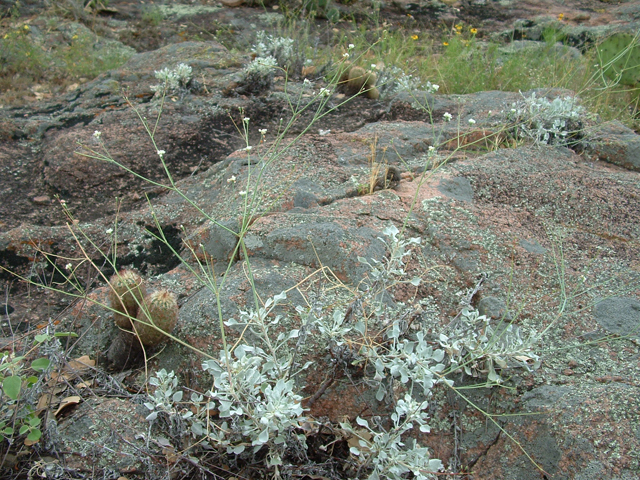 Eriogonum tenellum var. ramosissimum (Tall buckwheat) #21012