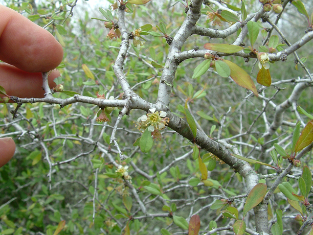 Prunus minutiflora (Texas almond) #21023