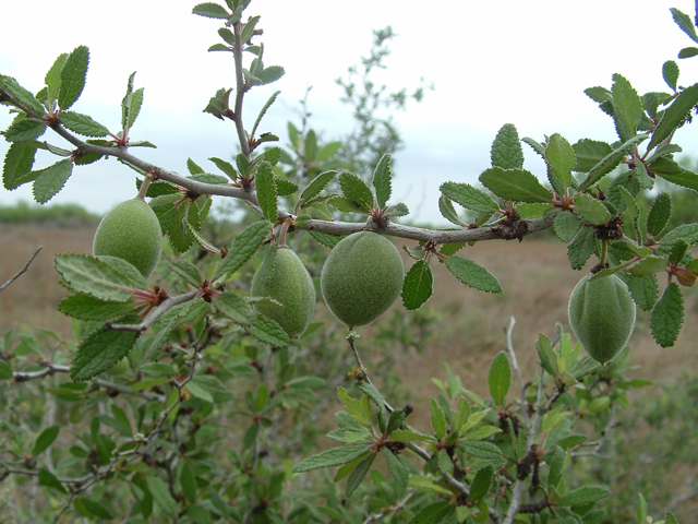 Prunus texana (Peachbush) #21025