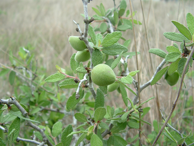 Prunus texana (Peachbush) #21026