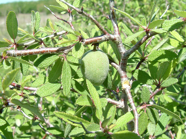 Prunus texana (Peachbush) #21028