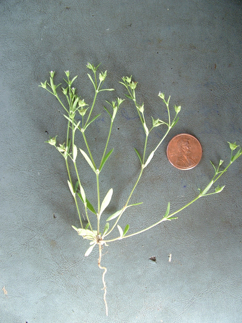 Houstonia parviflora (Greenman's bluet) #21033