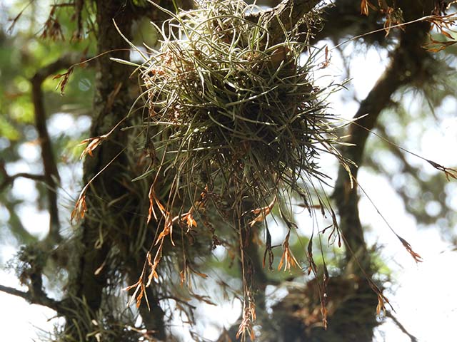 Tillandsia recurvata (Small ball moss) #60859