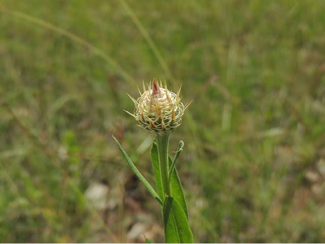 Centaurea americana (American basket-flower) #60860
