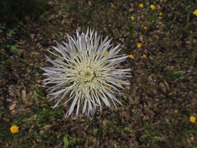 Centaurea americana (American basket-flower) #60875