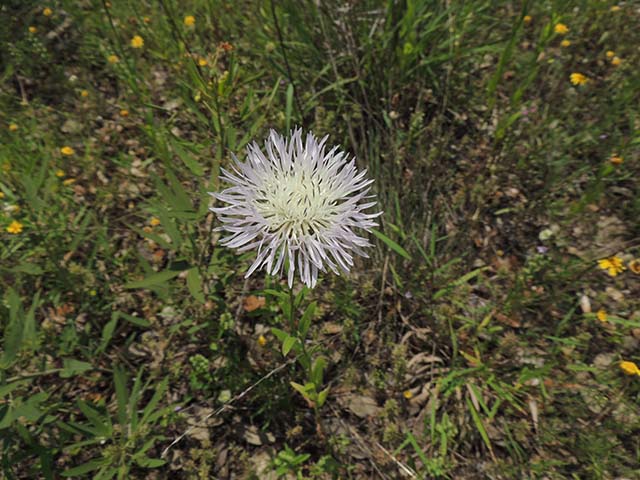 Centaurea americana (American basket-flower) #60876