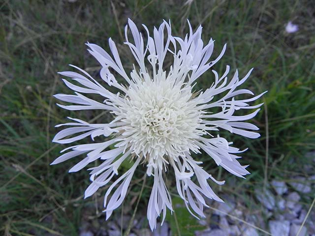 Centaurea americana (American basket-flower) #60895