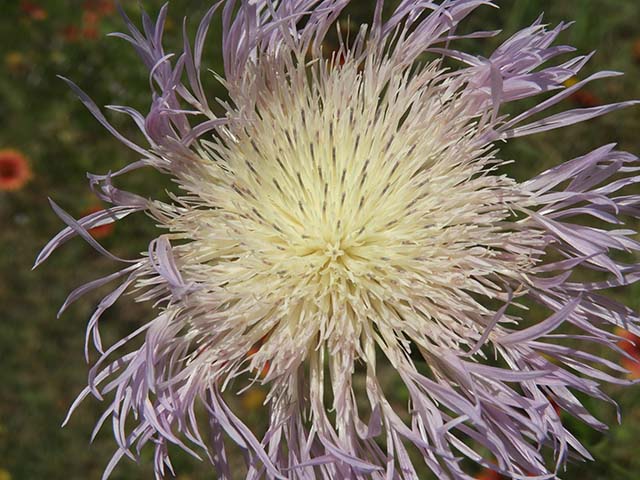 Centaurea americana (American basket-flower) #60898