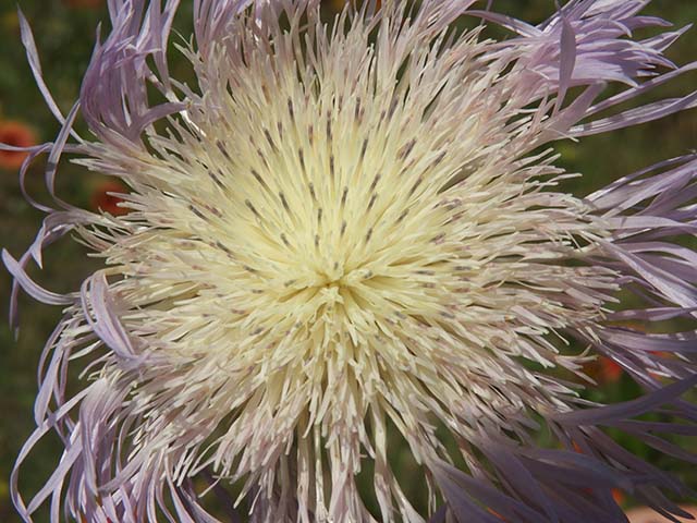 Centaurea americana (American basket-flower) #60899
