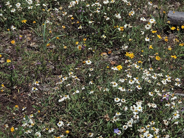 Melampodium leucanthum (Blackfoot daisy) #60981