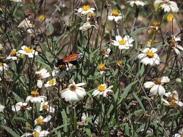 Melampodium leucanthum (Blackfoot daisy) #60982