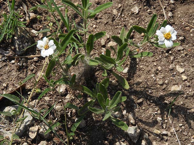Melampodium leucanthum (Blackfoot daisy) #60983