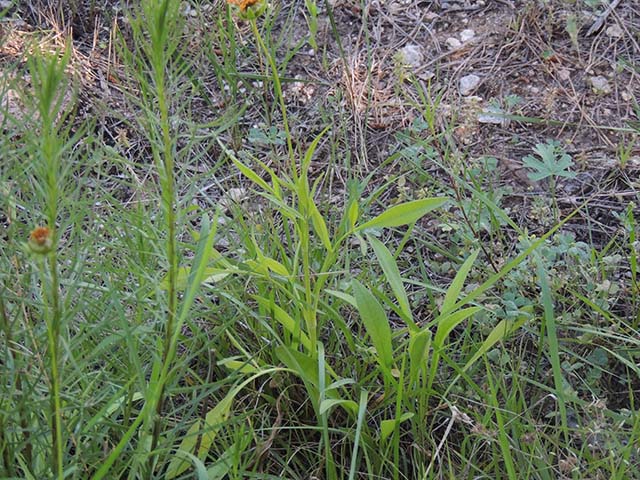 Coreopsis grandiflora (Largeflower tickseed) #61006