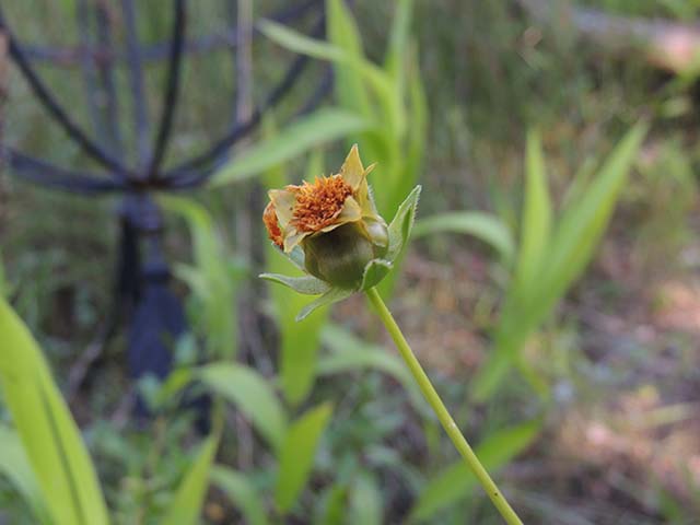 Coreopsis grandiflora (Largeflower tickseed) #61008