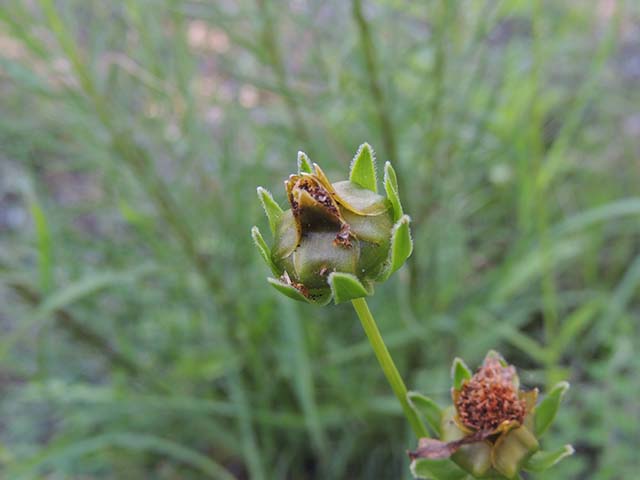 Coreopsis grandiflora (Largeflower tickseed) #61011