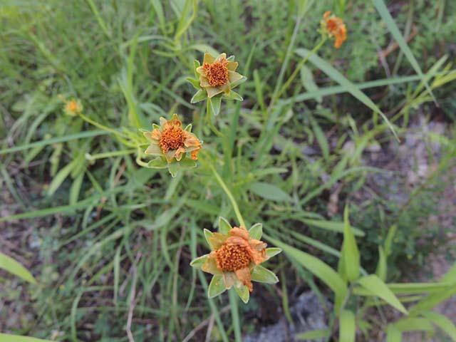 Coreopsis grandiflora (Largeflower tickseed) #61013