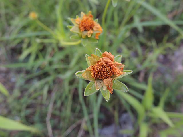 Coreopsis grandiflora (Largeflower tickseed) #61014