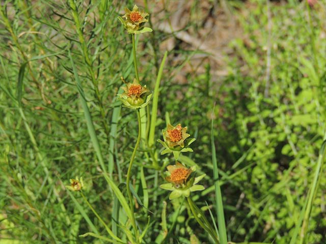 Coreopsis grandiflora (Largeflower tickseed) #61016